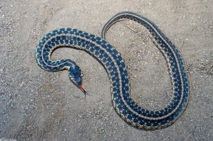 Thamnophis Sirtalis